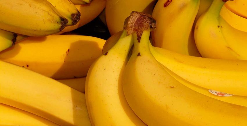 Fotografía de varios bananos amarillos.